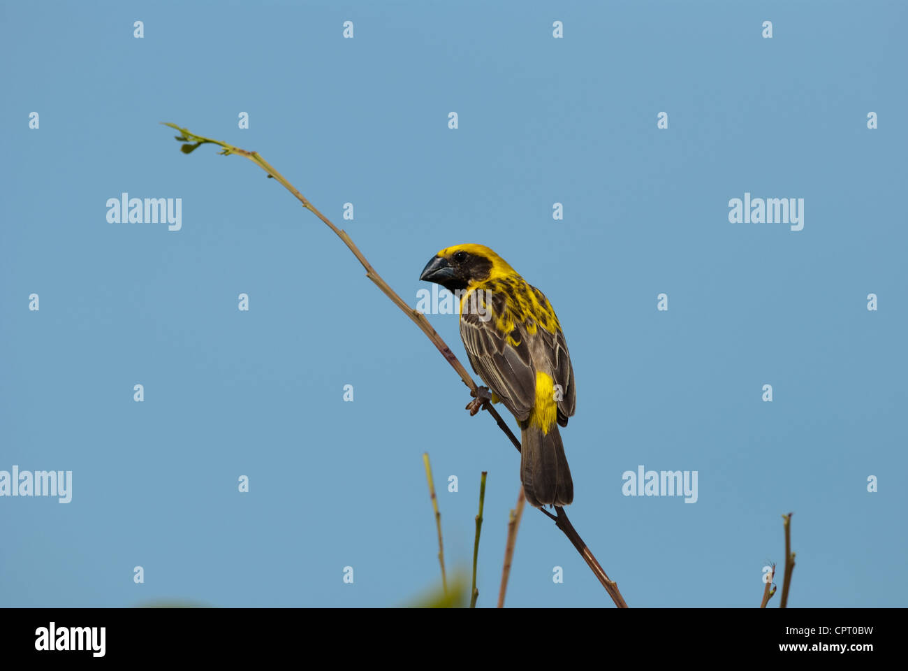 der aggressive schöne männliche asiatische goldene Weber Stockfoto