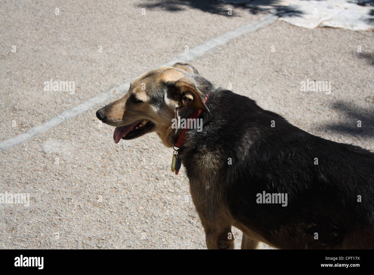 Hund auf den Straßen von Athen, Griechenland. Stockfoto