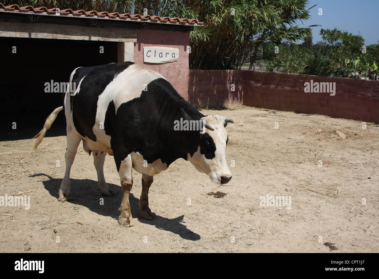 Kuh in einem Zoo. Stockfoto