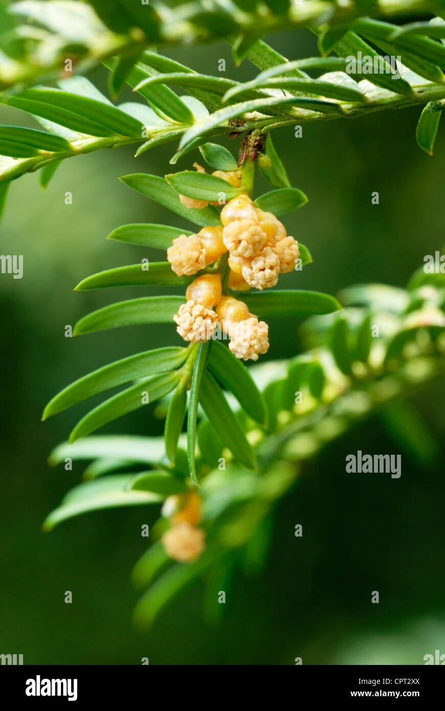Taxus Baccata, Eibe, mnnliche Blten Stockfotografie - Alamy