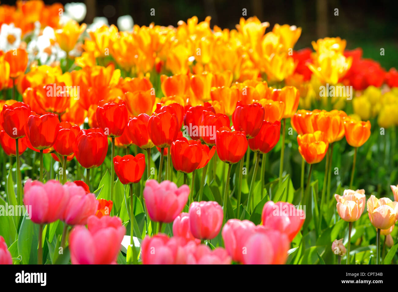 Tulpe Blume im Garten Stockfoto