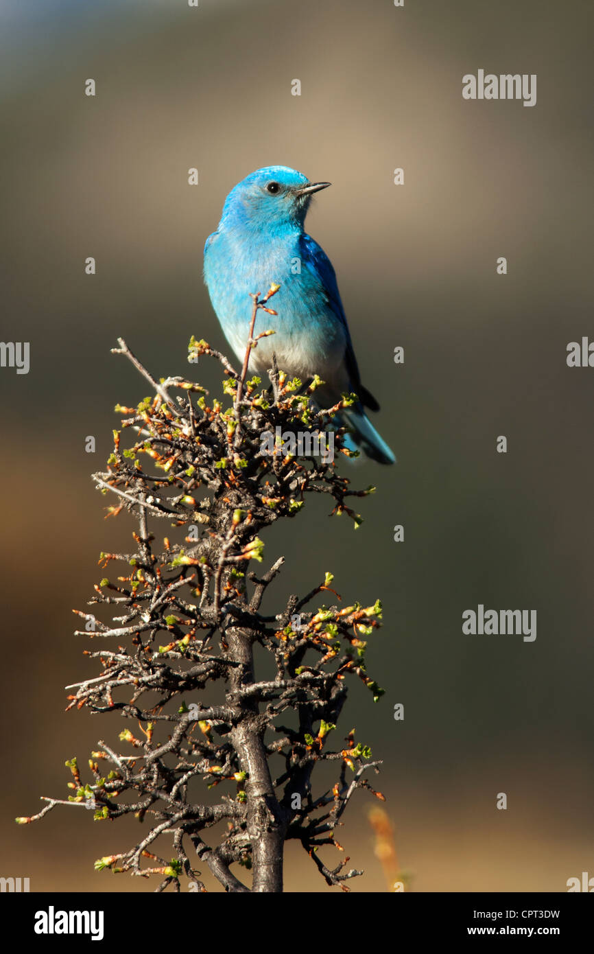 Bluebird Mountain - Rocky Mountain Nationalpark - Estes Park, Colorado USA Stockfoto