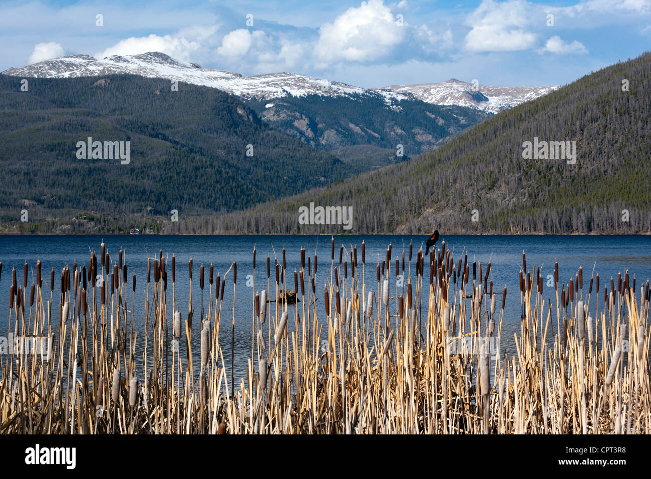 Rohrkolben an Schatten Bergsee - in der Nähe von Grand Lake, Colorado USA Stockfoto