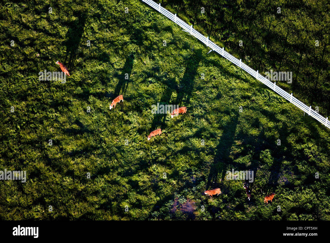 Luftaufnahme Rinder Sonoma County, Kalifornien Stockfoto