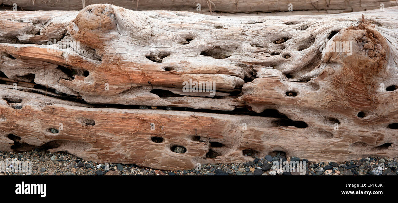 Treibholz Muster zusammengesetzte Panoramabild - Sargeant Bay Provincial Park - Sunshine Coast - Sechelt, British Columbia, Kanada Stockfoto