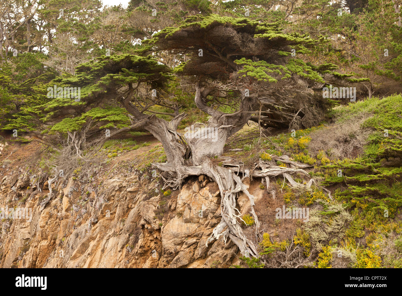 Alte Veteranen Zypresse. Point Lobos, Kalifornien. Stockfoto