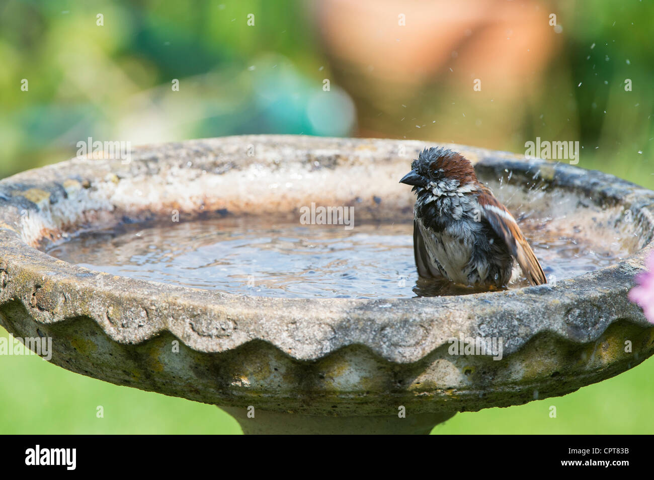 Haussperling in einem Birdbath waschen. Großbritannien Stockfoto