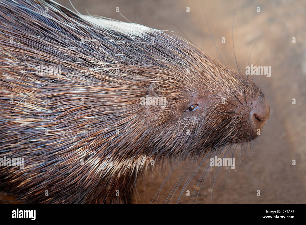 Porträt von einem Kap Stachelschwein (Hystrix Africaeaustralis), Südafrika Stockfoto