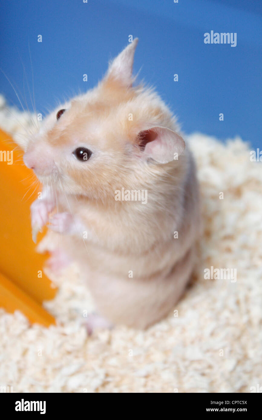 Eine kleine niedliche Hamster in einem Käfig Stockfoto