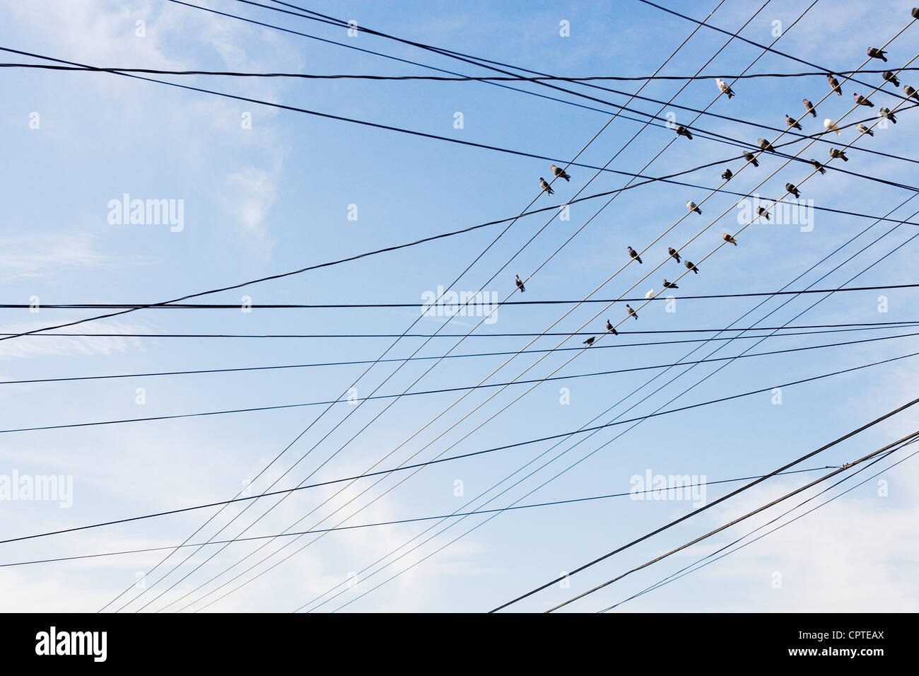 Vögel sitzen auf Netzkabel Stockfoto