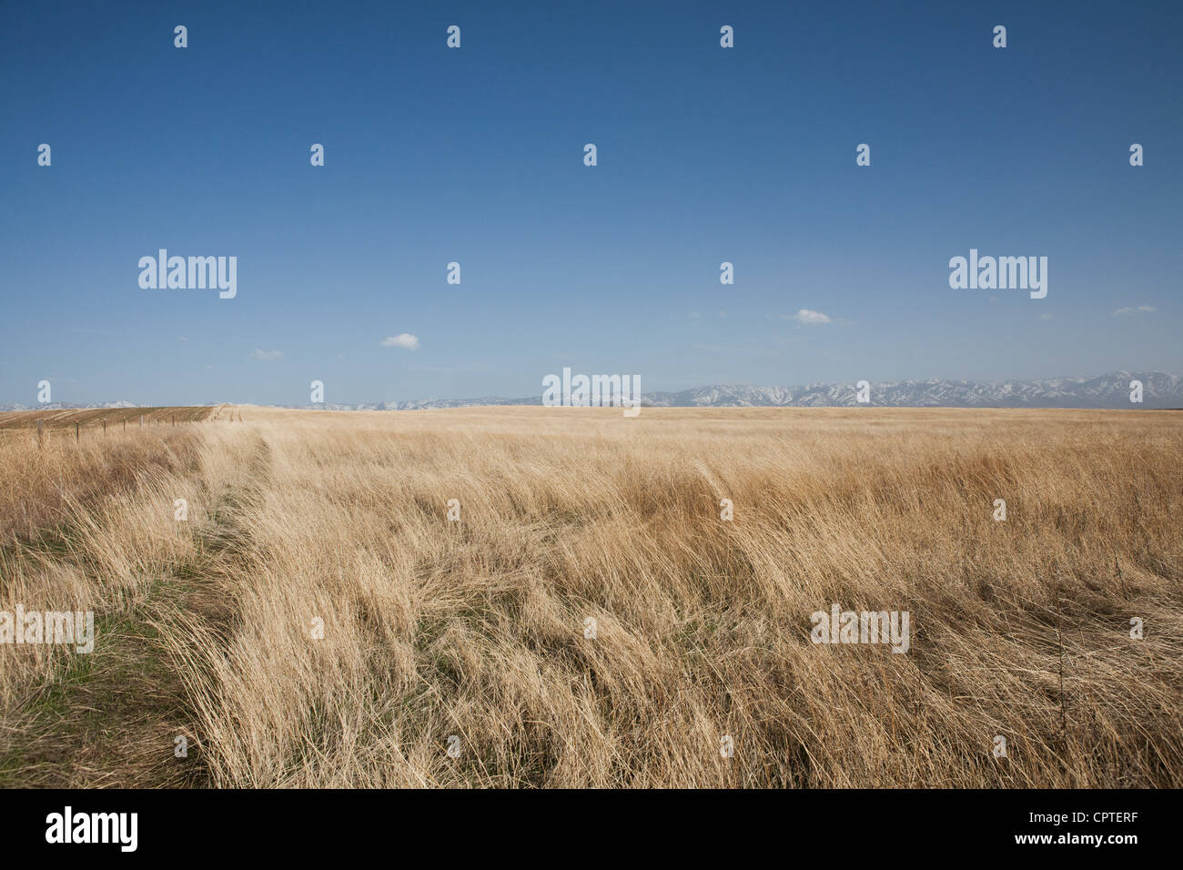 Bereich des trockenen Grases, Idaho, USA Stockfoto