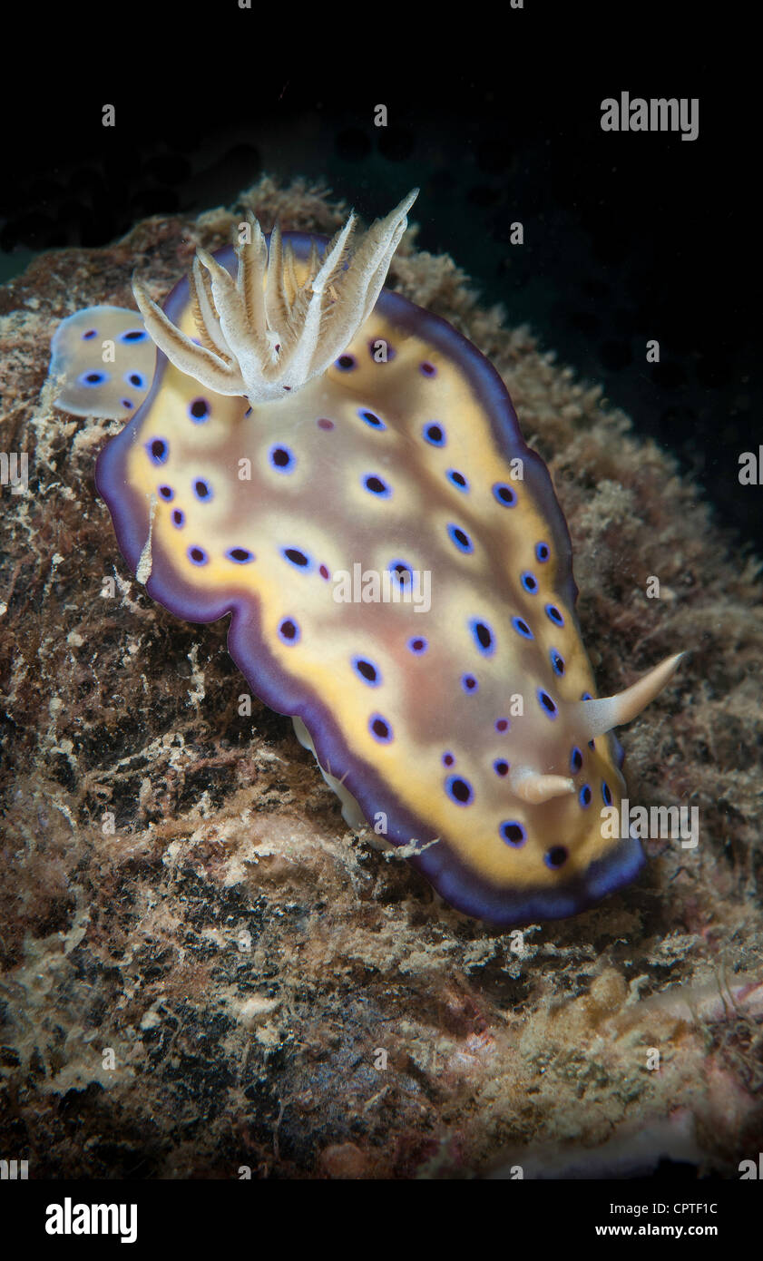 Risbecia Tryoni Nudibranc, Lankayan, Sabah, Malaysia Stockfoto