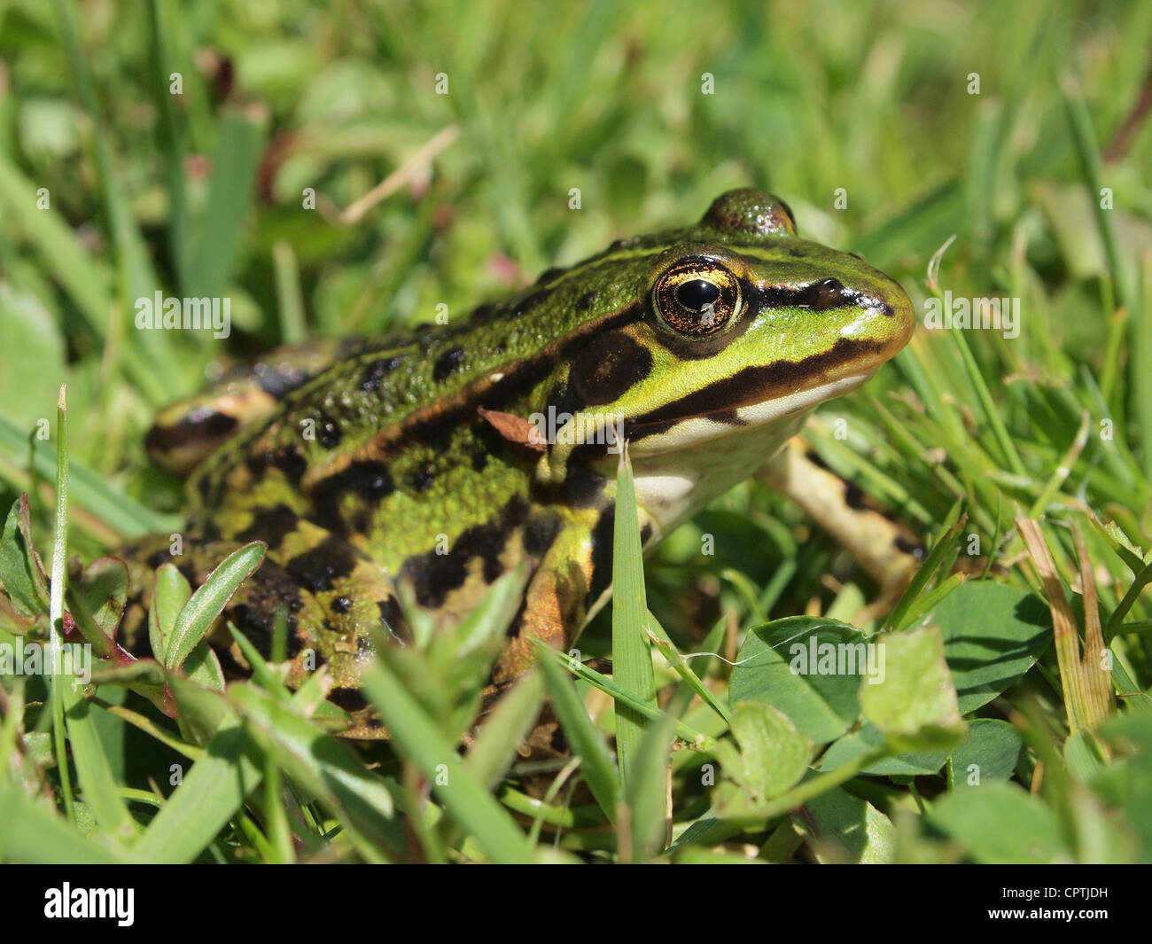 Grüner Frosch sitzt im Rasen außer ridibundus Stockfoto
