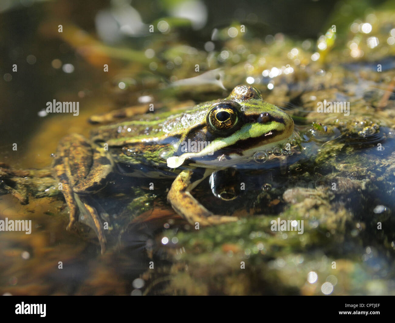 Grüner Frosch sitzt im Wasser außer ridibundus Stockfoto