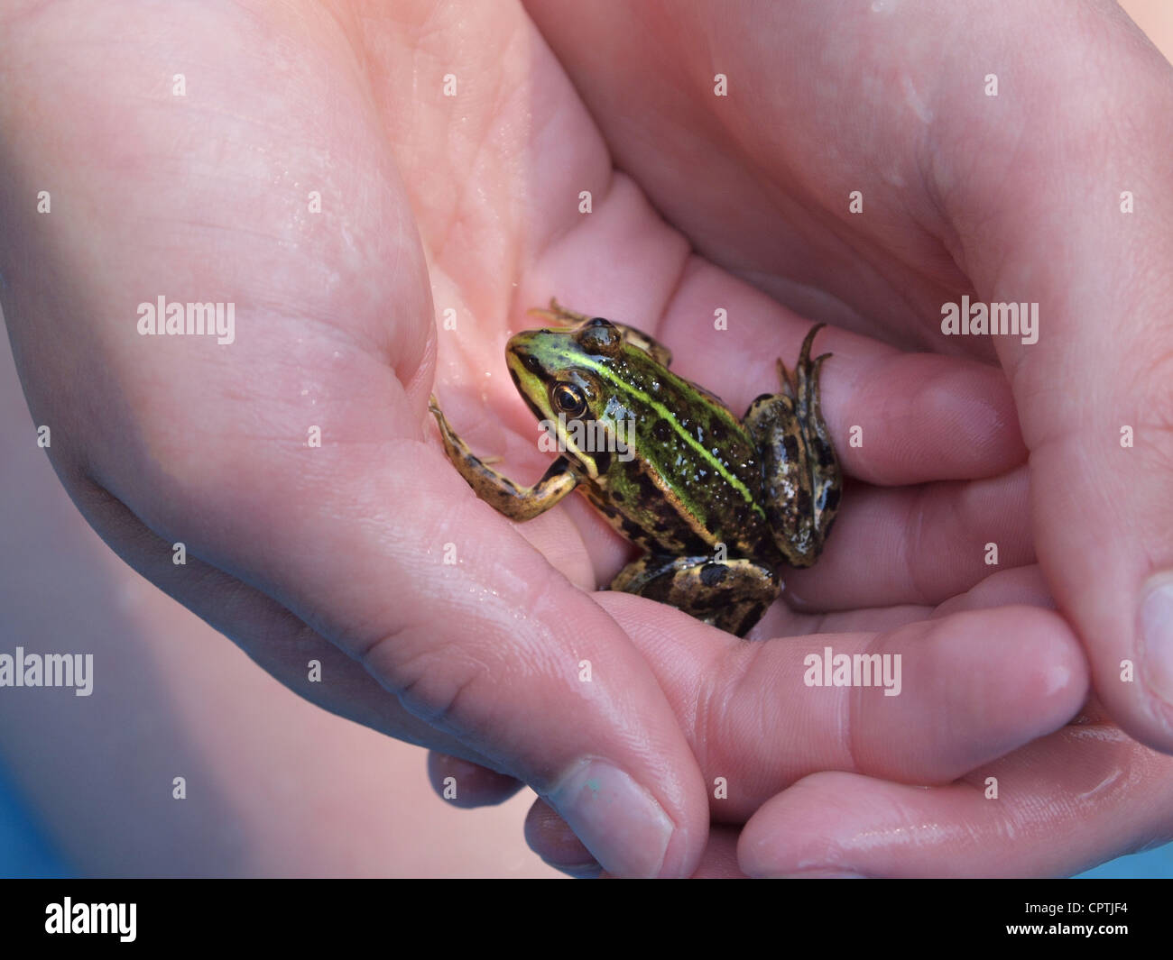 des Kindes Hände halten kleiner grünen Frosch Stockfoto