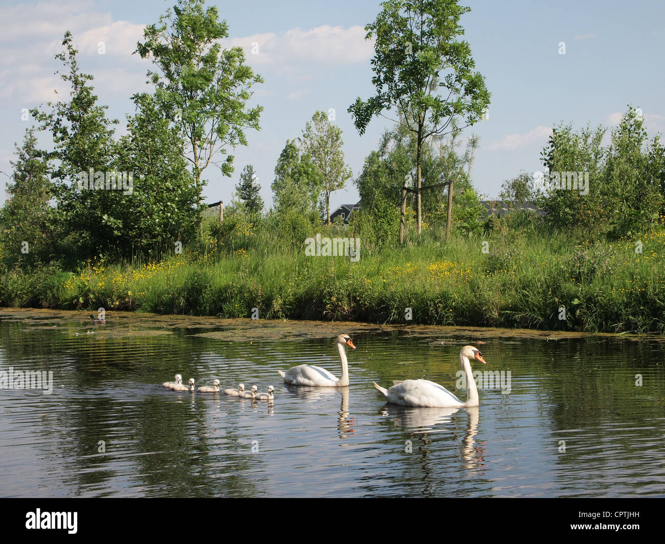 Schwan Familie schwimmen zusammen Stockfoto