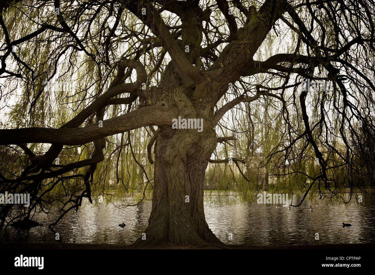 Eine Trauerweide im Regents Park, London, UK. Stockfoto