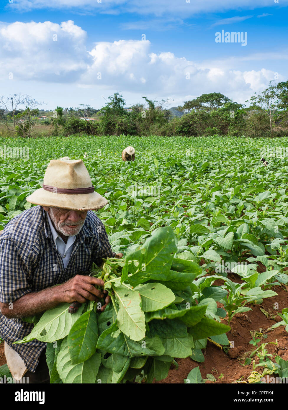 Zwei ältere kubanischen erwachsenen männlichen Landarbeitern ernten Tabak in den grünen Feldern mit roter Erde in der Nähe von Viñales in westlichen Kuba. Stockfoto