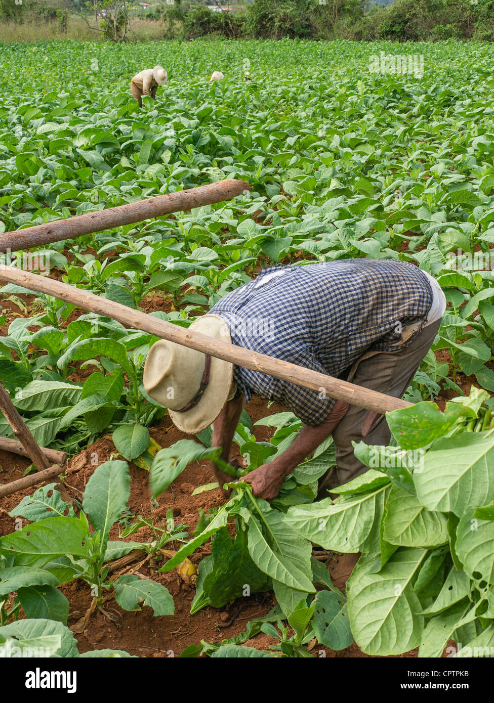 Zwei ältere kubanischen erwachsenen männlichen Landarbeitern ernten Tabak in den grünen Feldern mit roter Erde in der Nähe von Viñales in westlichen Kuba. Stockfoto