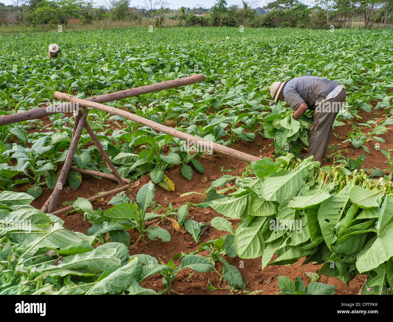 Zwei ältere kubanischen erwachsenen männlichen Landarbeitern ernten Tabak in den grünen Feldern mit roter Erde in der Nähe von Viñales in westlichen Kuba. Stockfoto