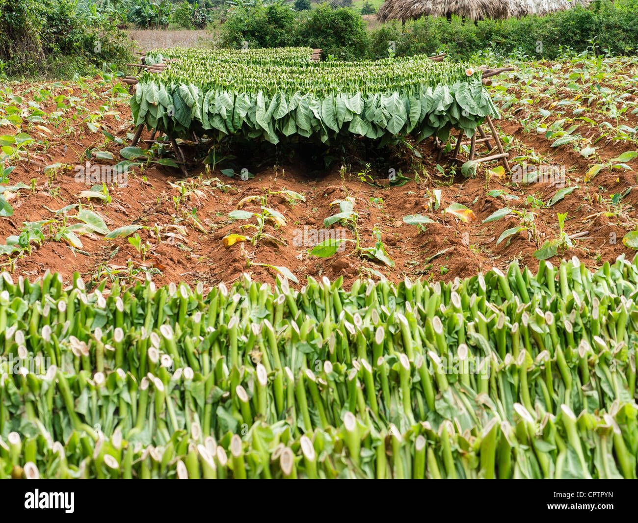 Frisch geerntete grüne Tabak Blätter trocken in einem Feld in Viñales, Kuba. Stockfoto