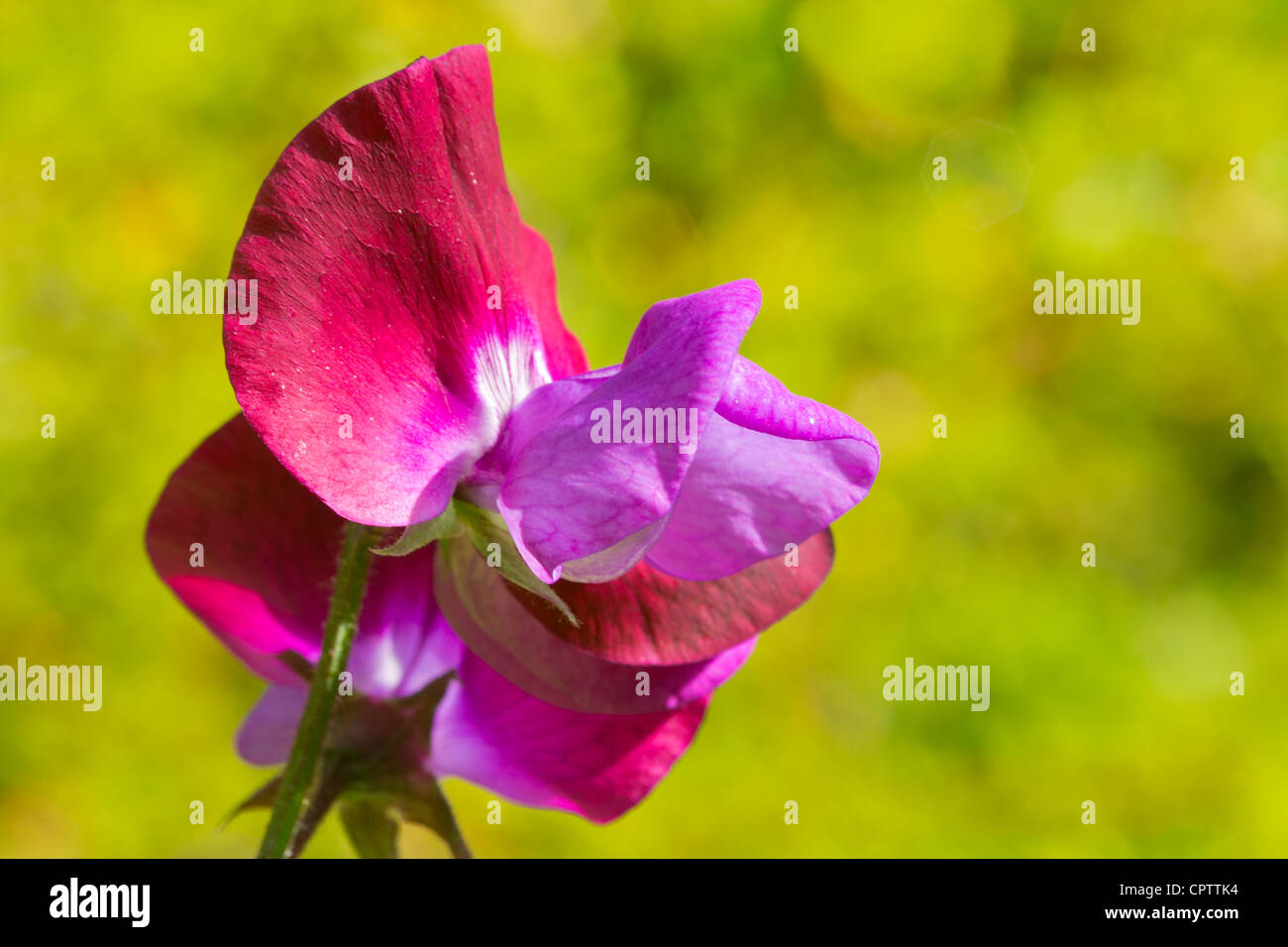 Lila/rosa Sweet Pea Blume Platterbse man Stockfoto