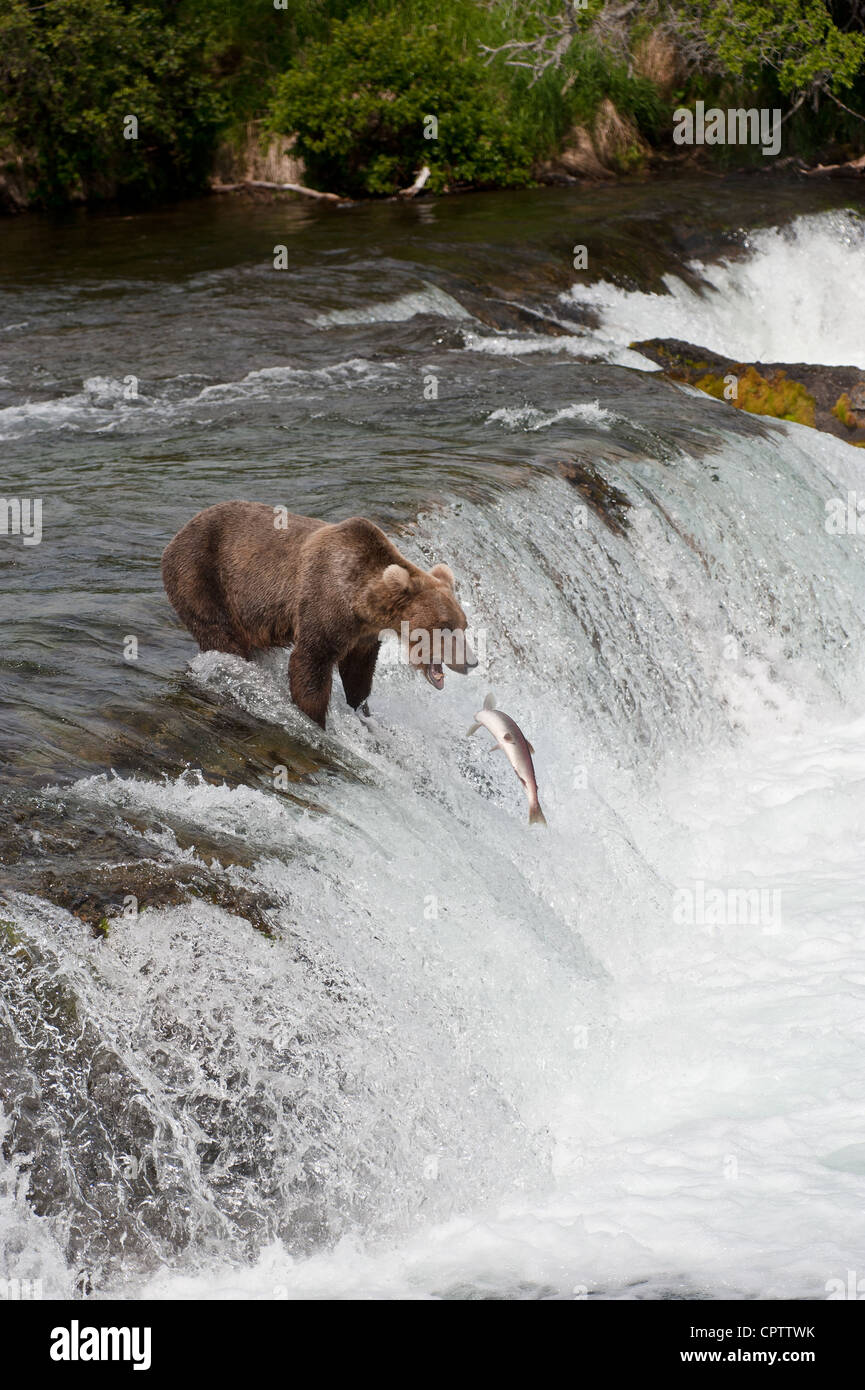 Grizzly Bear Standing o Rand von Brooks Falls in Alaska etwa um einen Lachs zu fangen, in den Mund Stockfoto