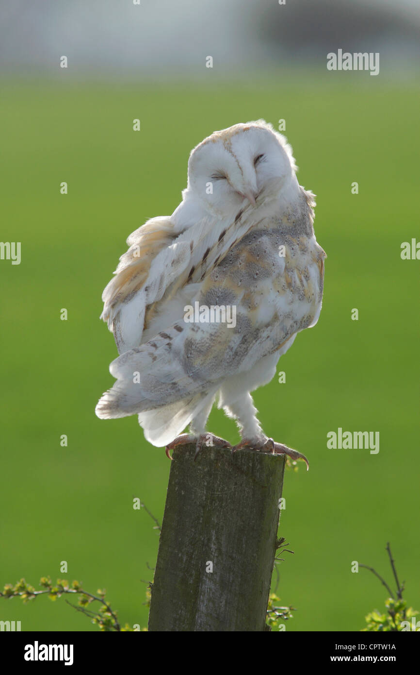 Schleiereule (Tyto Alba) am Zaun putzen, März, Ackerland, North Yorkshire, England, UK Stockfoto