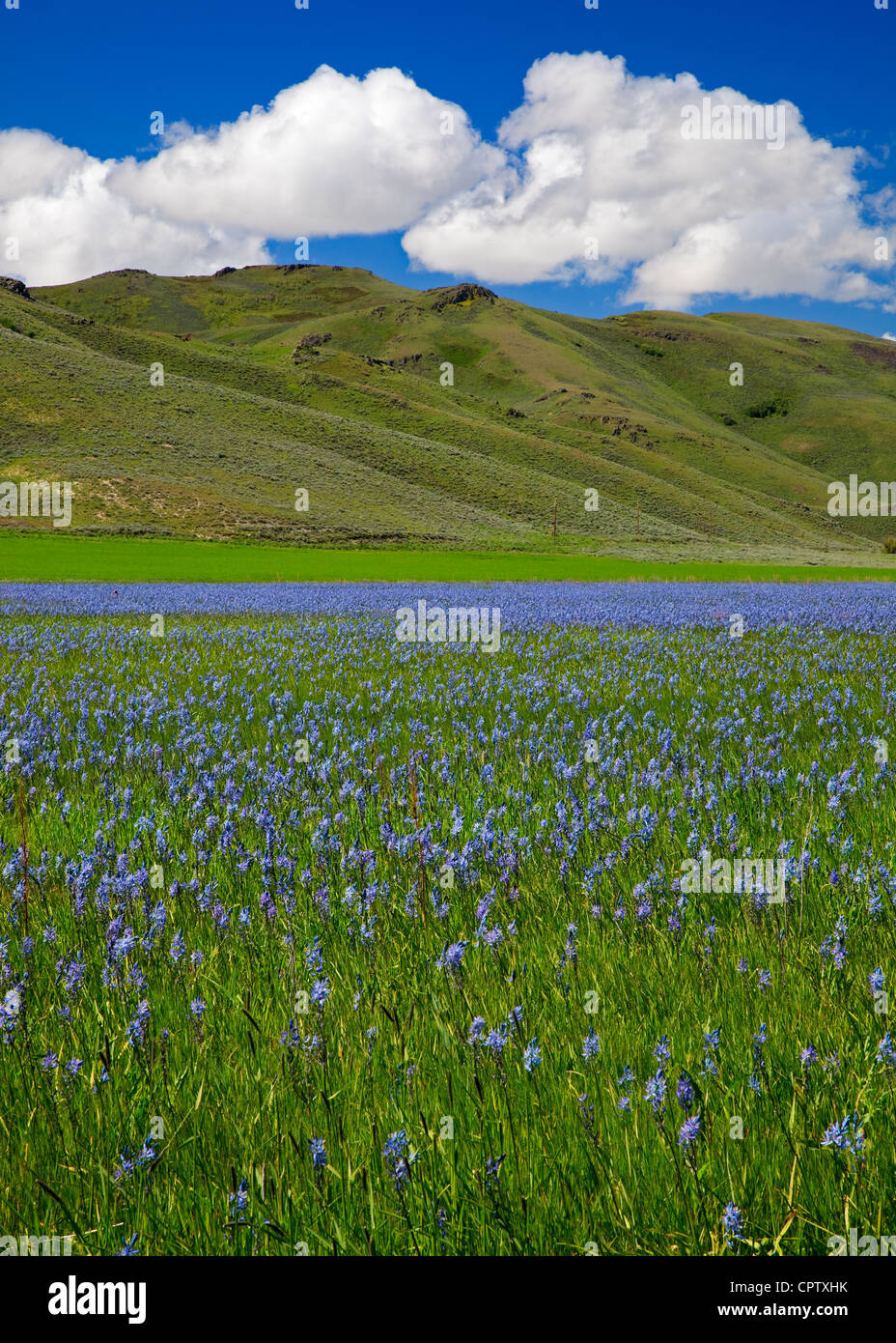 Camas County, Idaho: Centennial Marsh Camas Prairie Stockfoto