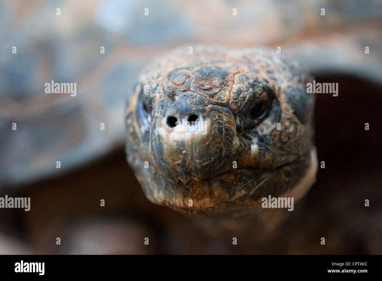 Schildkröte im zoo Stockfoto