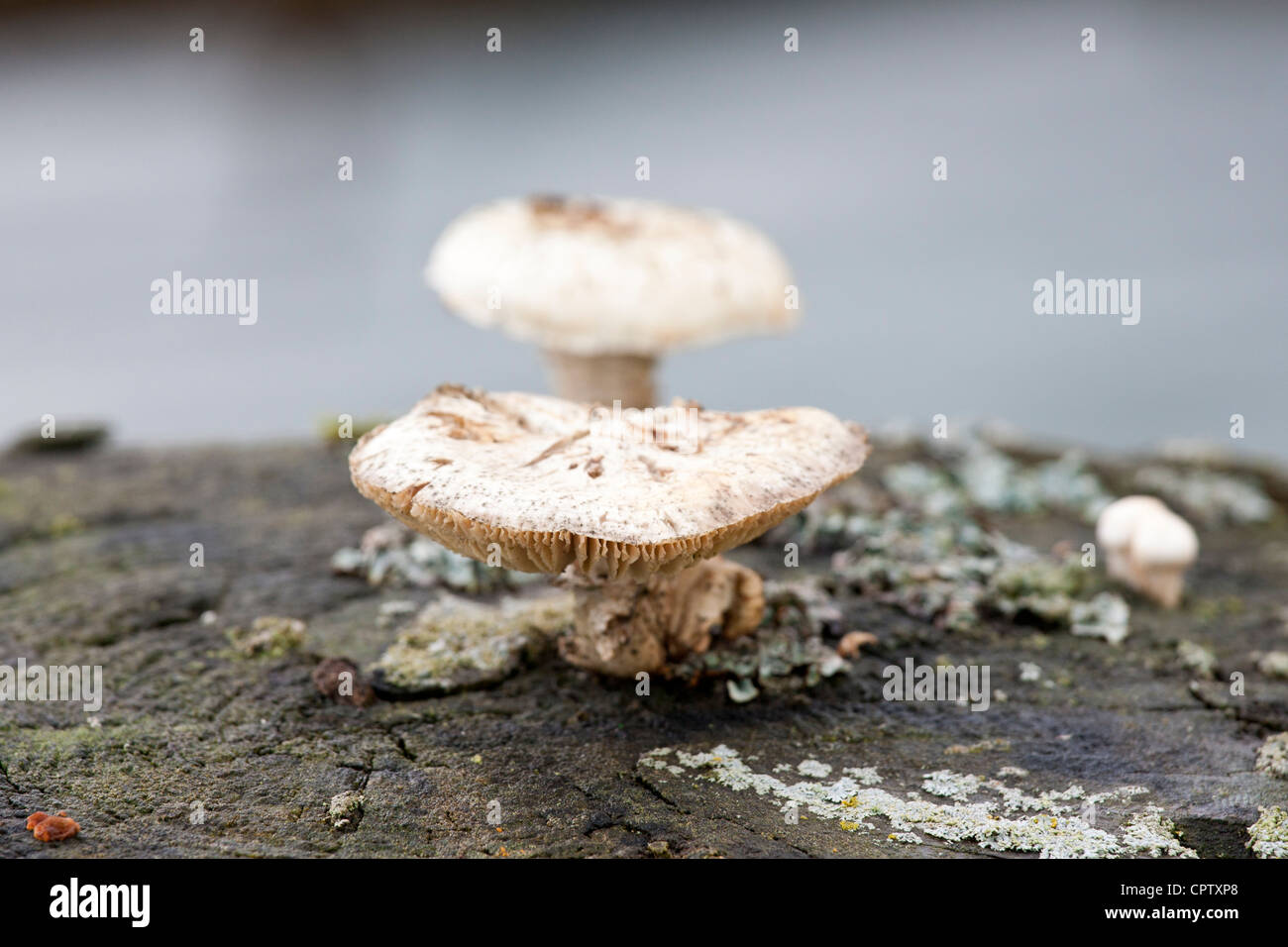 Pilze und Flechten in Bayern, Deutschland Stockfoto