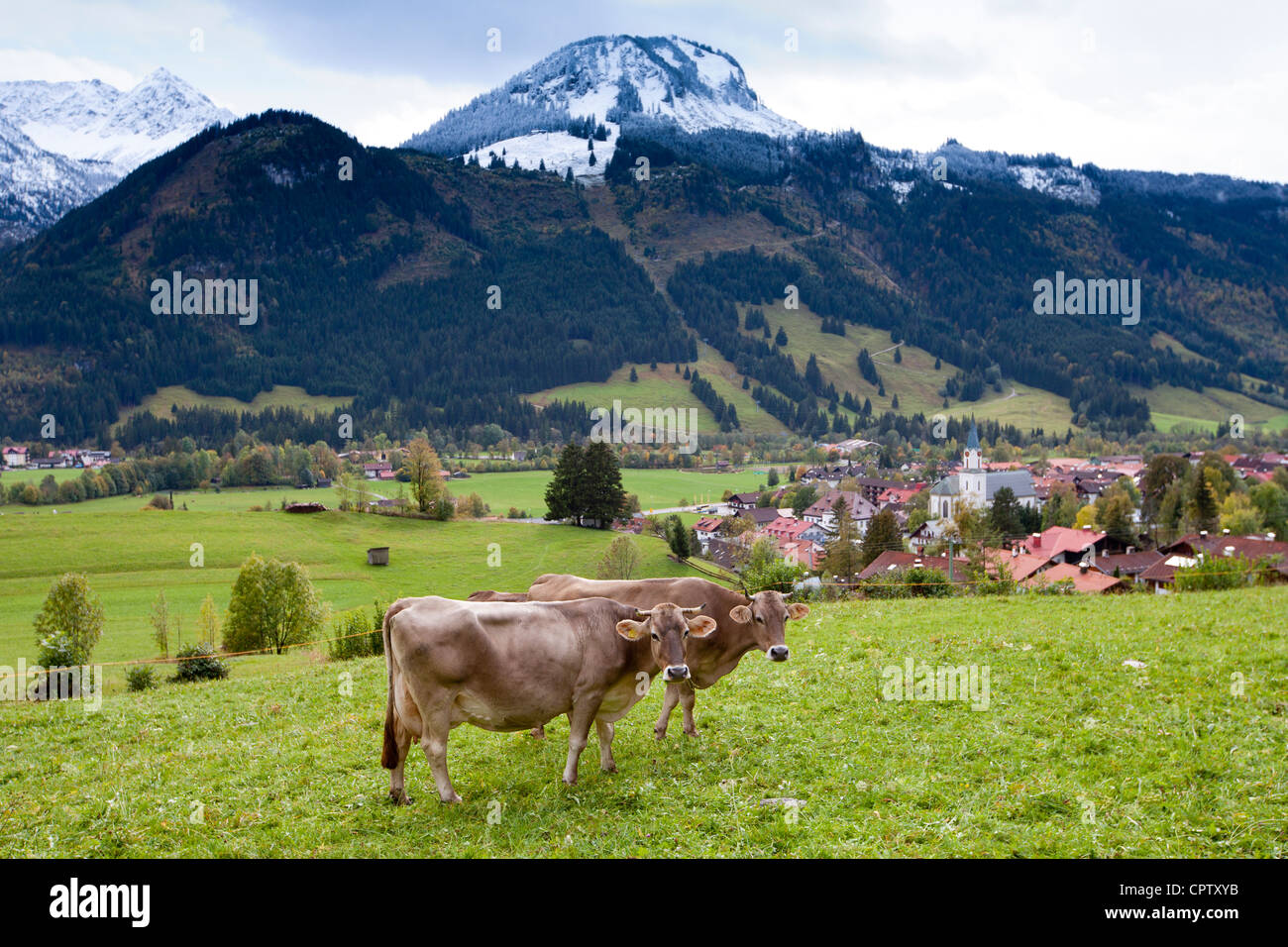 Traditionelle alpine Rinder in den Bayerischen Alpen, Deutschland Stockfoto