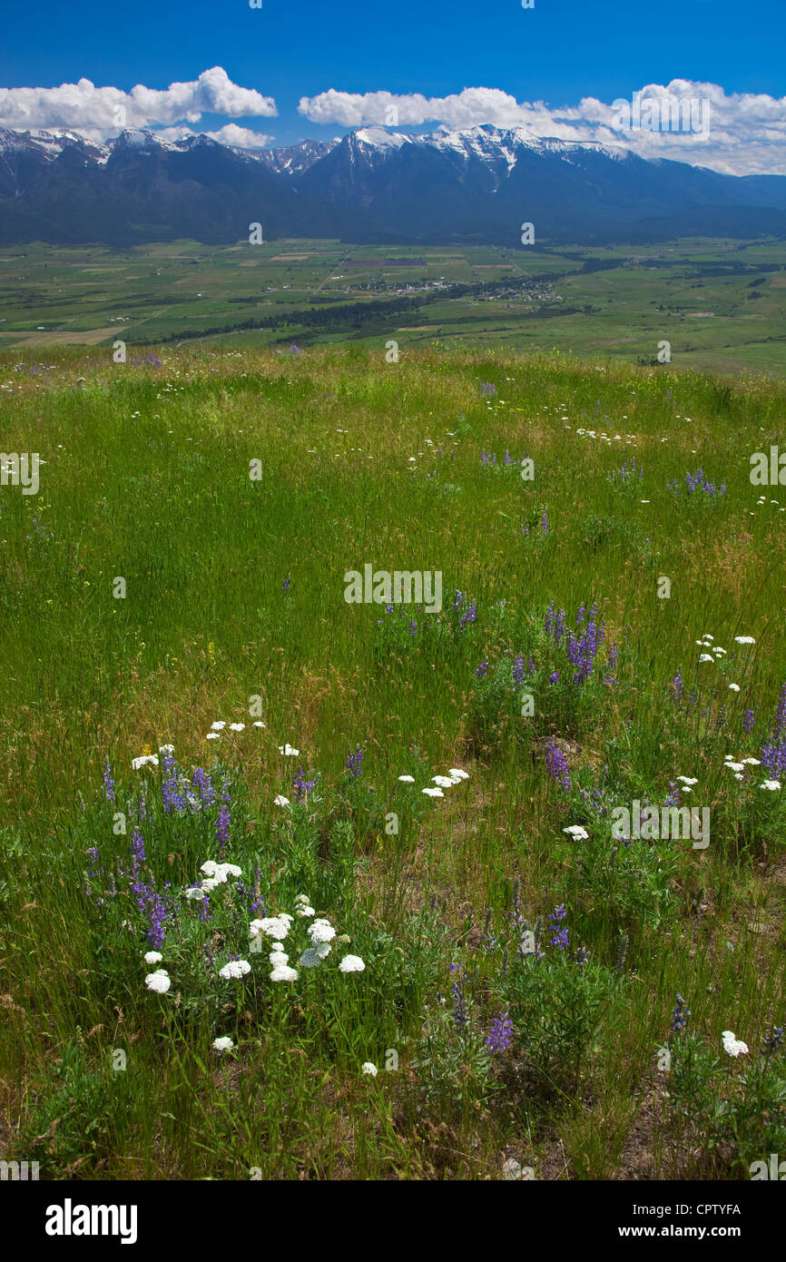 Nationalen Bison Range Wildlife Refuge Rolling Prairie Hänge mit Sommerblumen unter Cumulus-Wolken Stockfoto