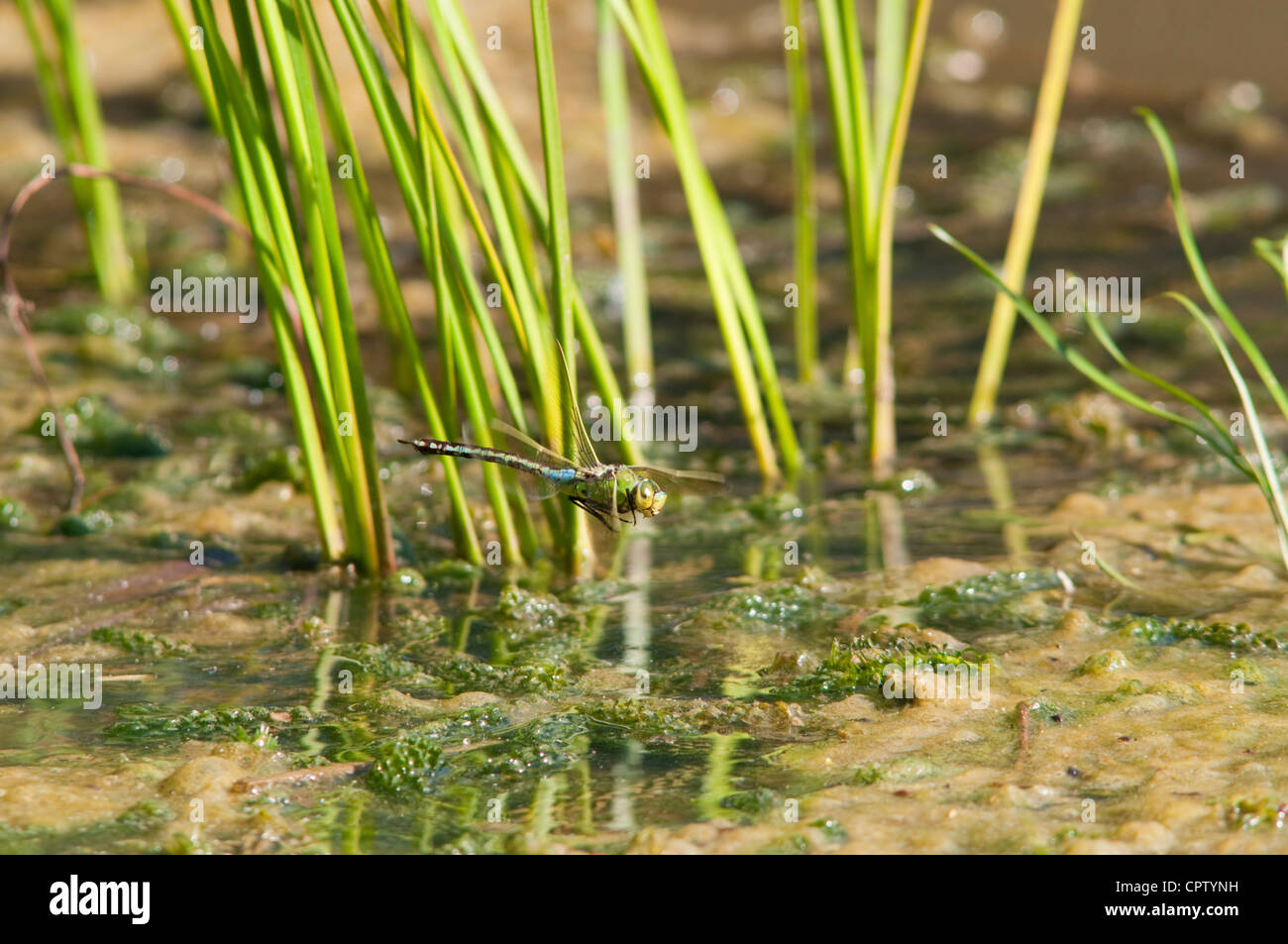 Kaiser-Libelle Tiefflug über Teich während der Suche nach einem Ort zur Eiablage in Teich Stockfoto