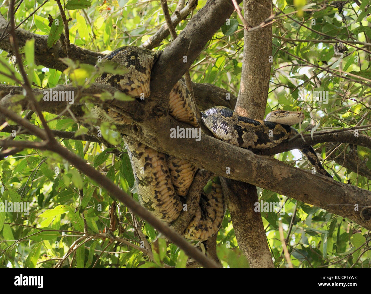 Schlange benannt indische Python in einem Baum in Indien gesehen Stockfoto