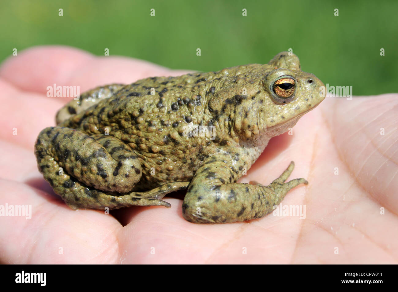 Gemeinsamen Kröte oder europäische Kröte Bufo Bufo auf der Seite Stockfoto