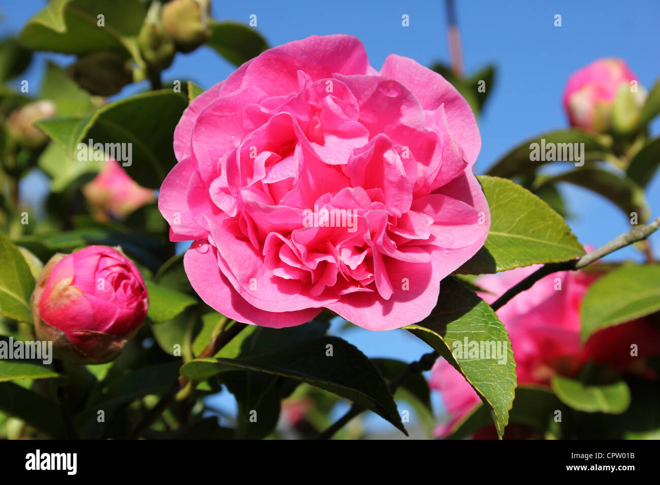 Rosa Camelia Blume Stockfoto