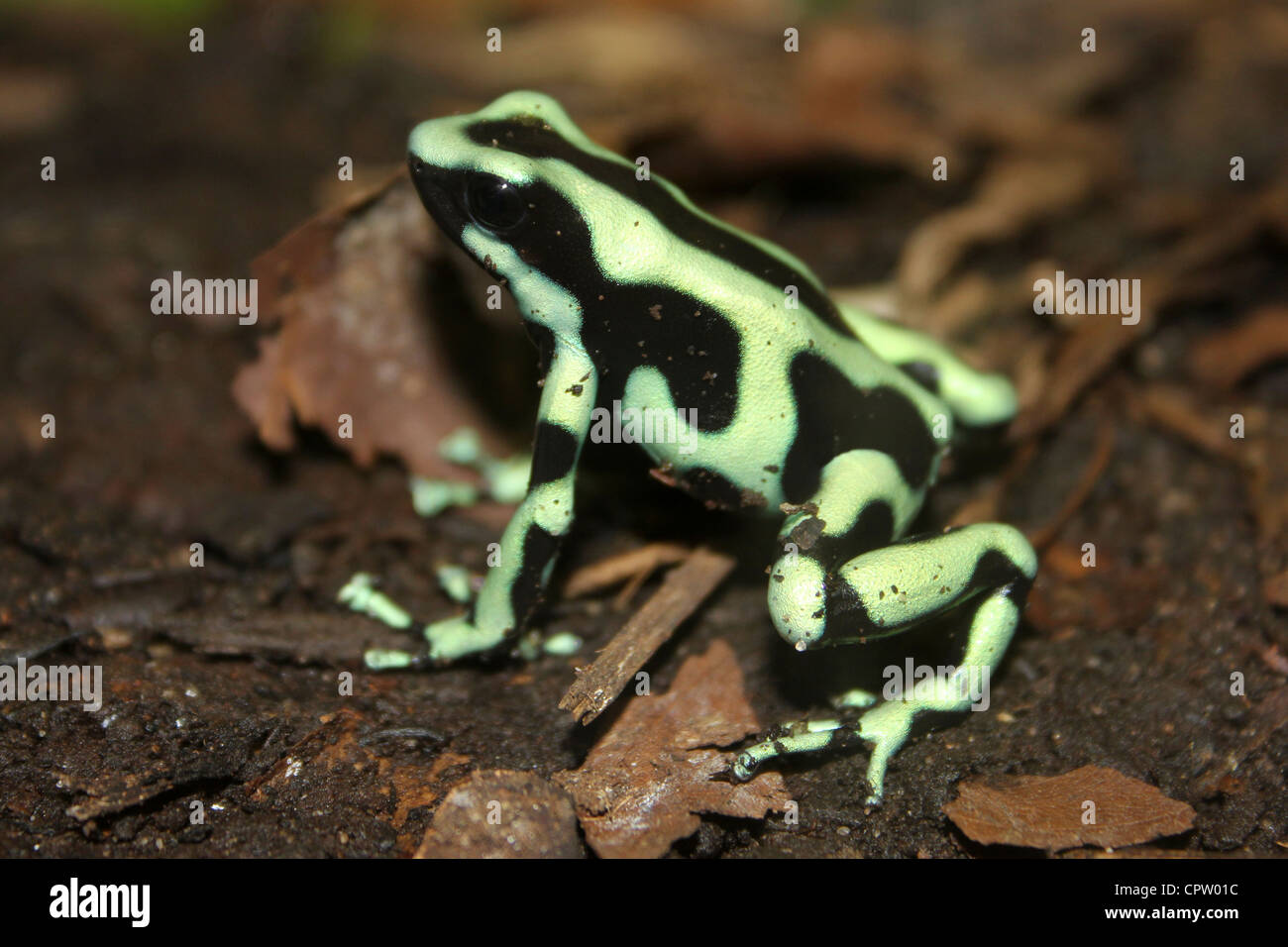 Grün und schwarz Poison Dart Frog Dendrobates auratus Stockfoto