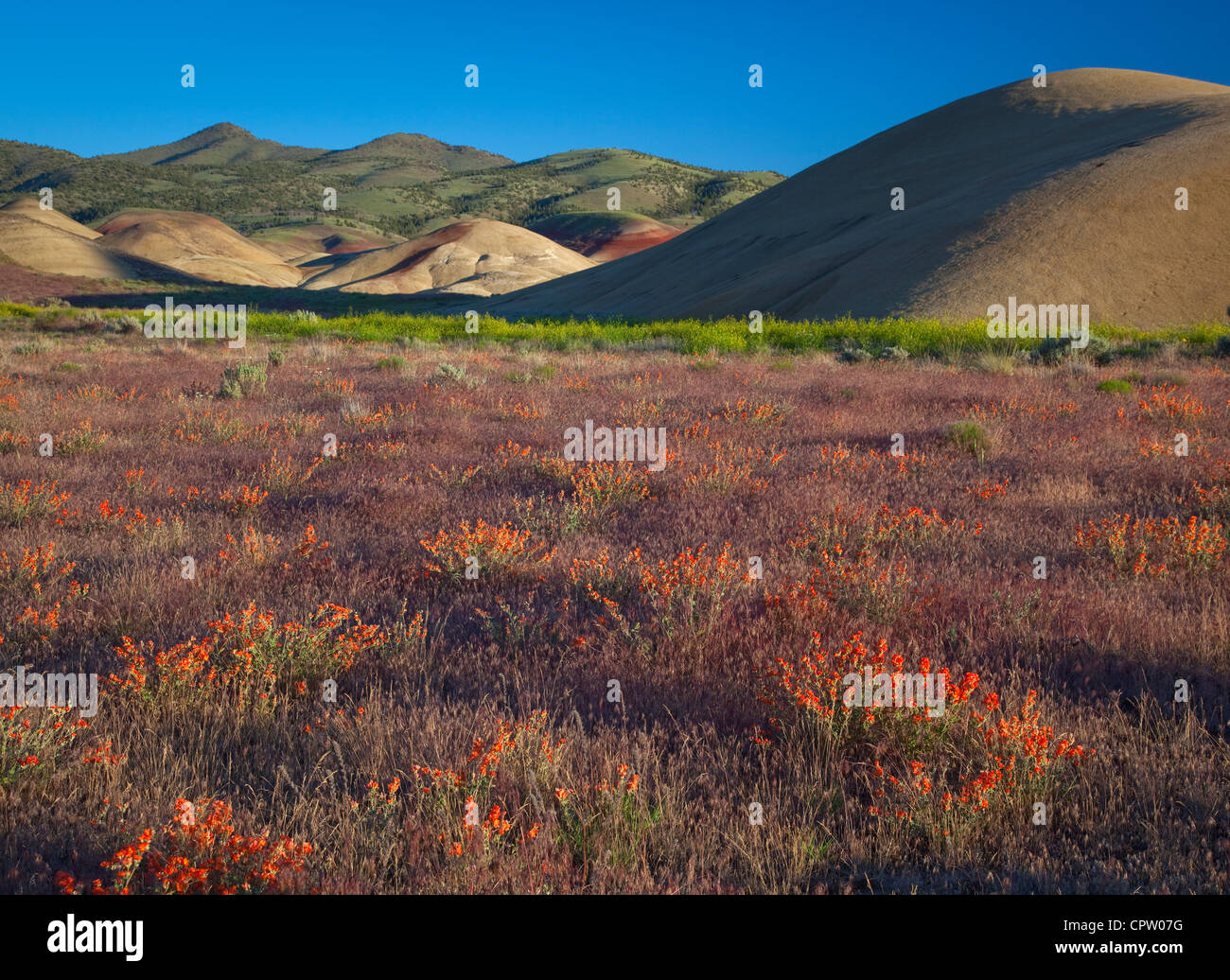 Gemalte Hügel Einheit, John Day Fossil Betten Nationaldenkmal, OR: Globe Mallow (Sphaeralcea Munroana) blühen in eine Wüste zu waschen Stockfoto