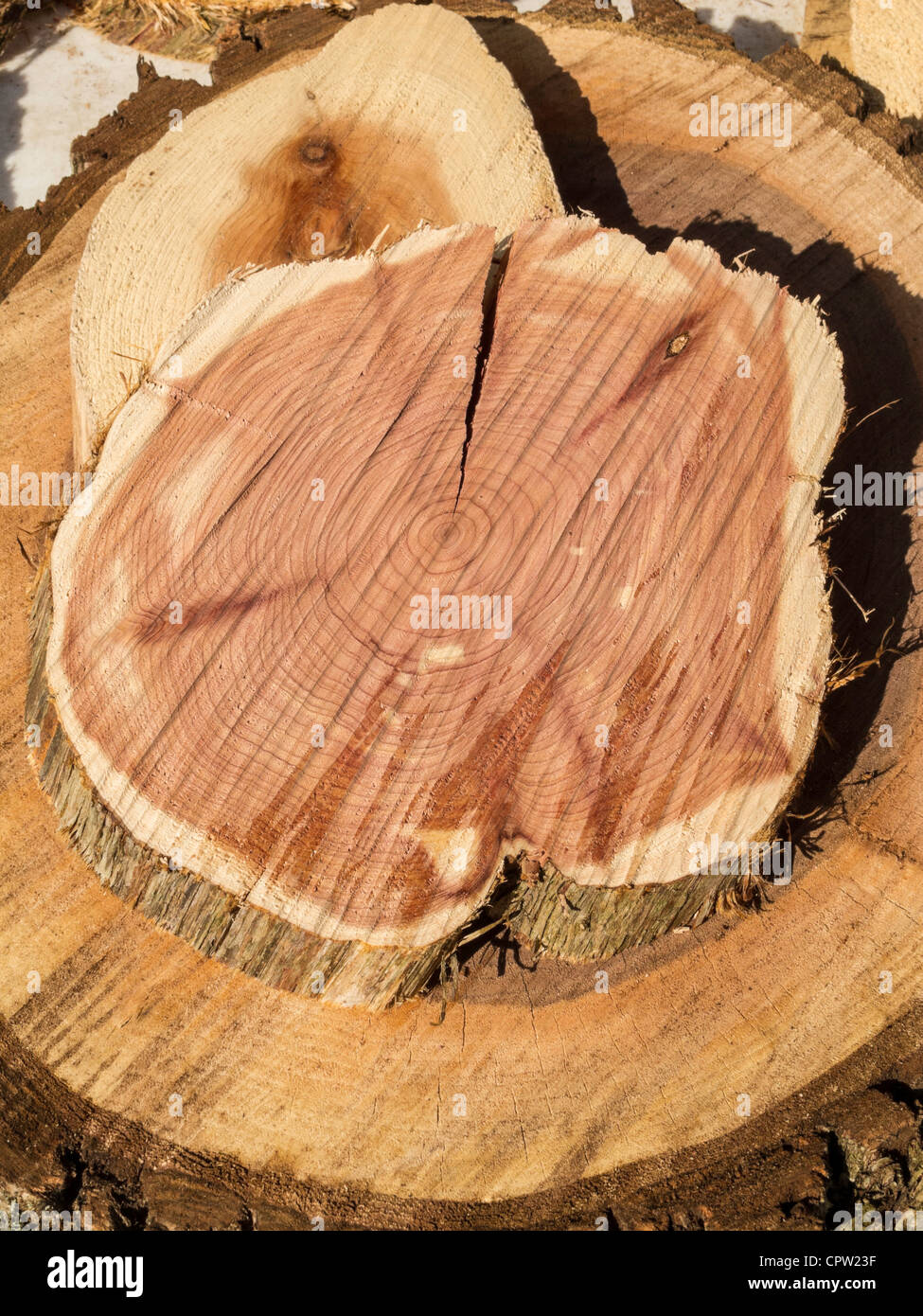 Cedar Wood Cross Sectin, USA Stockfoto