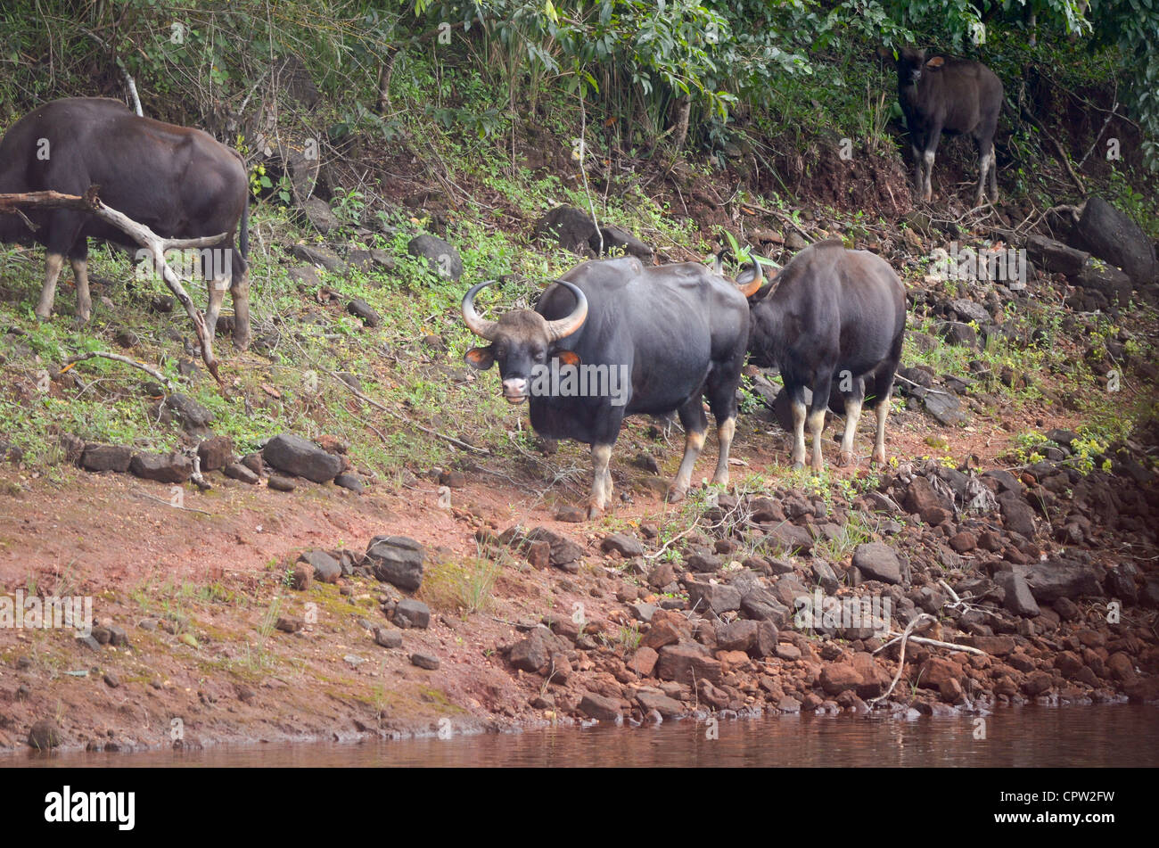 Stier, Gaur, Periyar Tiger Reserve, Kerala, Indien Stockfoto