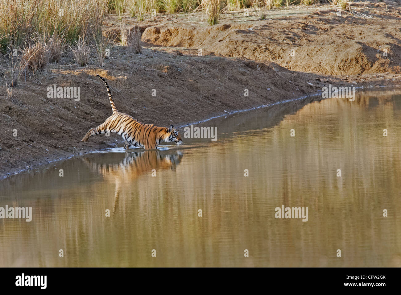 Tiger, die Eingabe für ein erfrischendes Bad im Wald von Tadoba, Indien (Panthera Tigris) Stockfoto