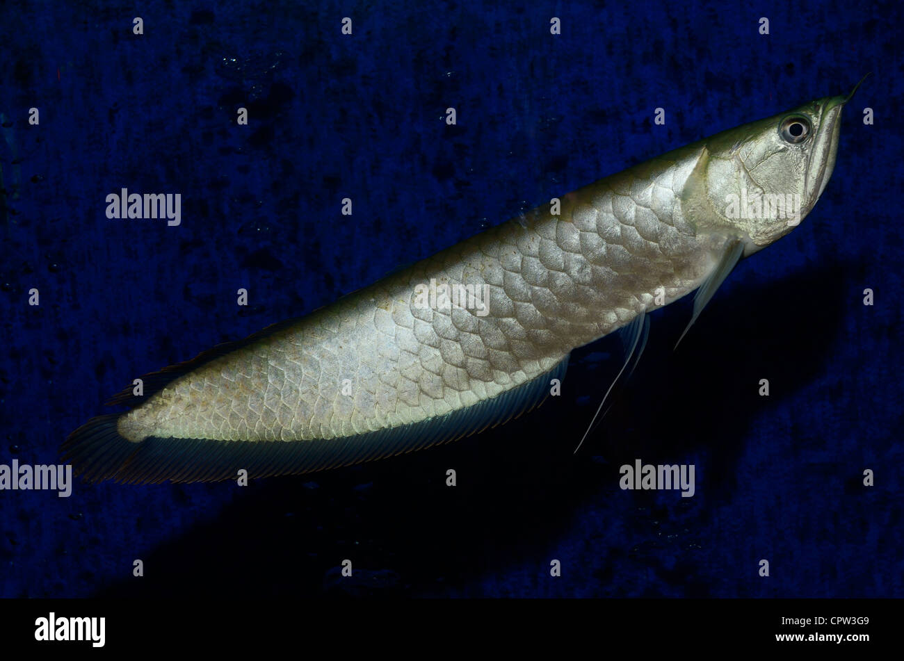 Silber arowana Süßwasser bonytongue Fische aus dem Amazonas Fluss schwimmen in einem Aquarium Stockfoto