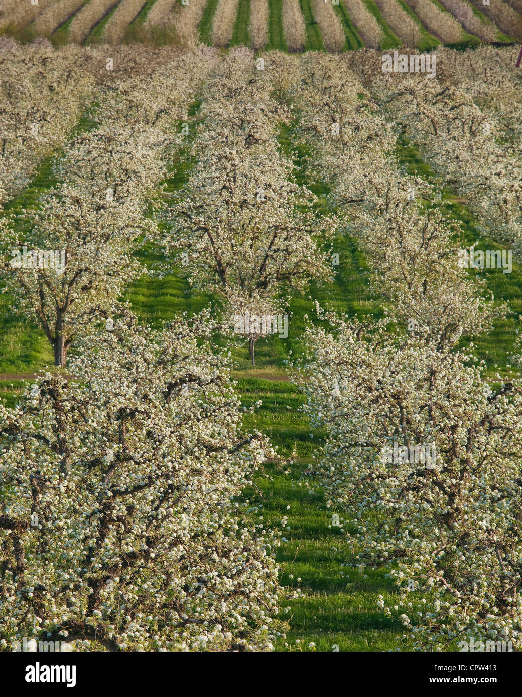 Hood River County, OR: Reihen der Obstbäume in voller Blüte, Hood River Valley Stockfoto