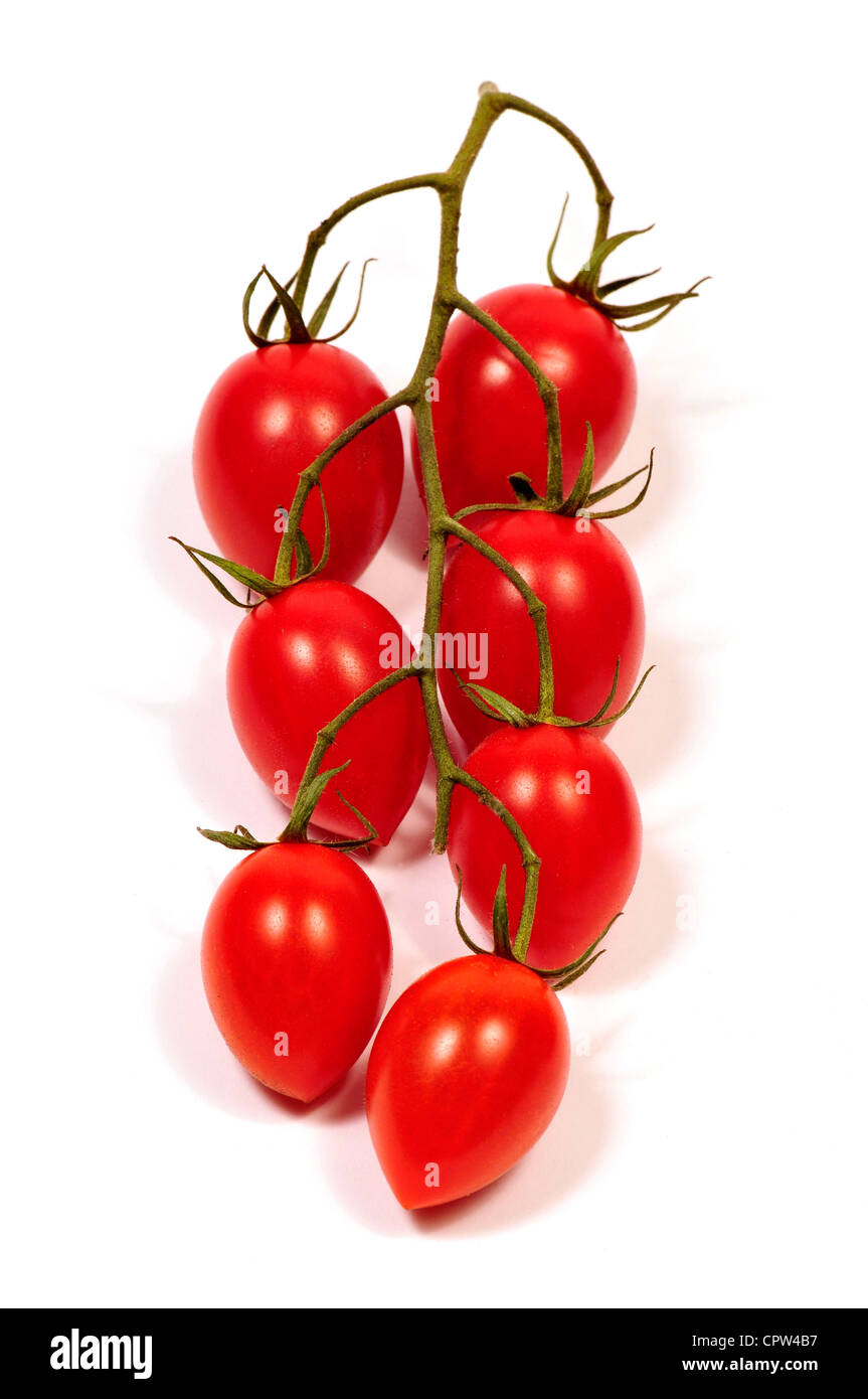 Bio Rebe gereifte Tomaten Roma am Rebstock. Stockfoto