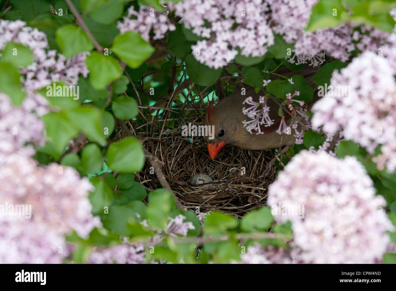 Das Nest des nördlichen Kardinals in lila Blüten blüht mit einem Ei Stockfoto