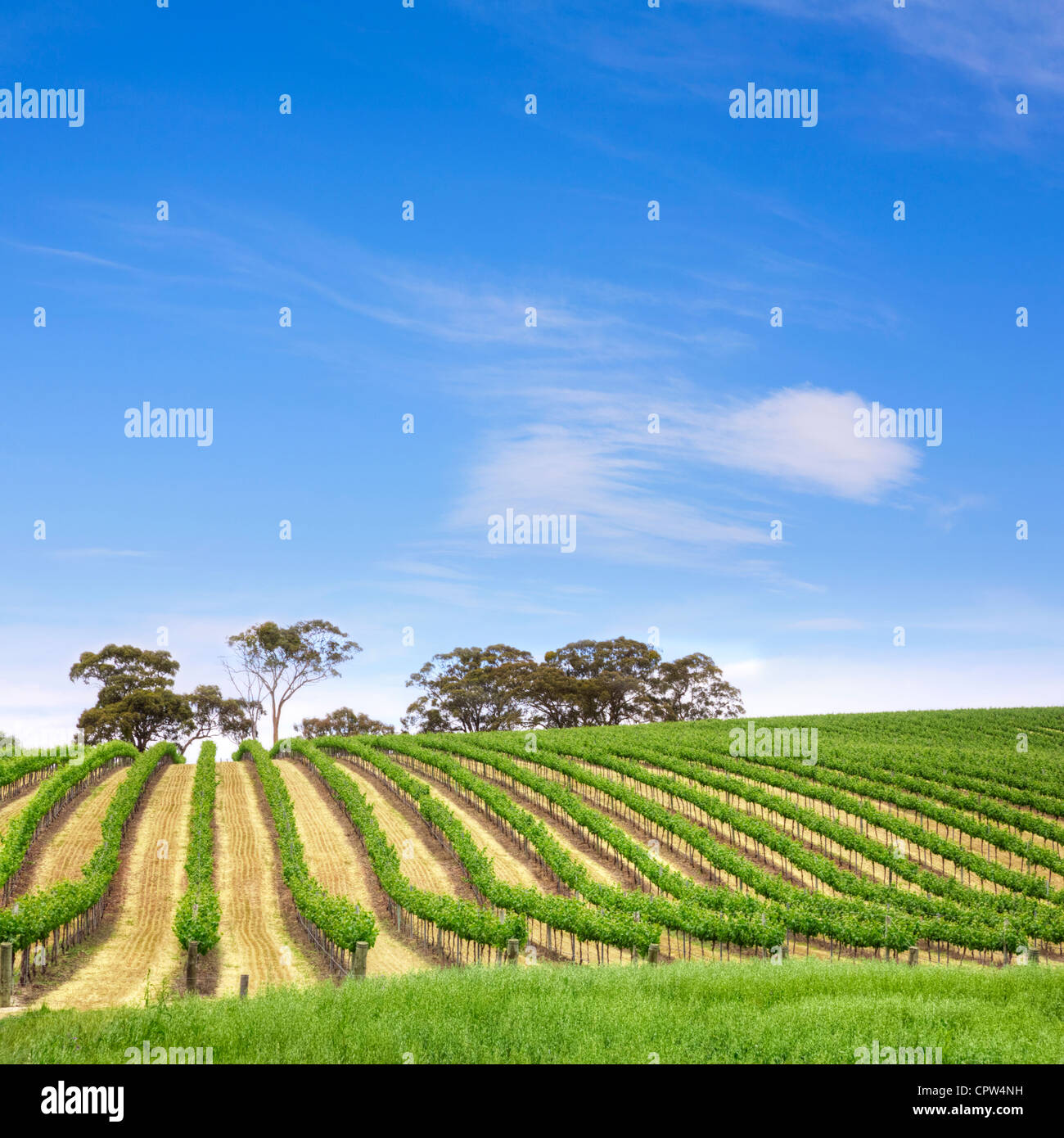 Weinberg im Clare Valley, South Australia. Stockfoto