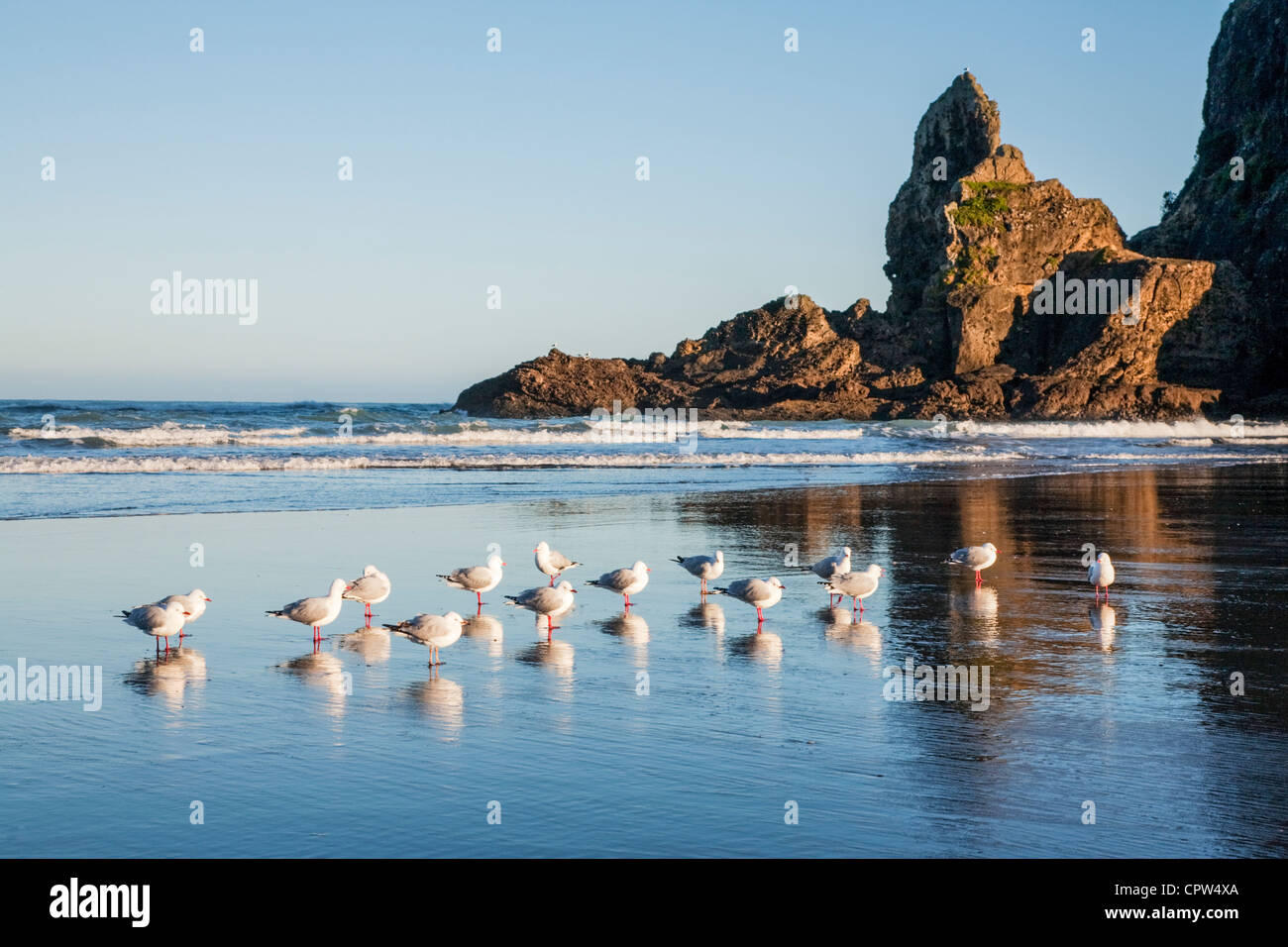 Piha Beach ist auf Auckland Westküste, ist einer der schönsten Strände Neuseelands, Stockfoto