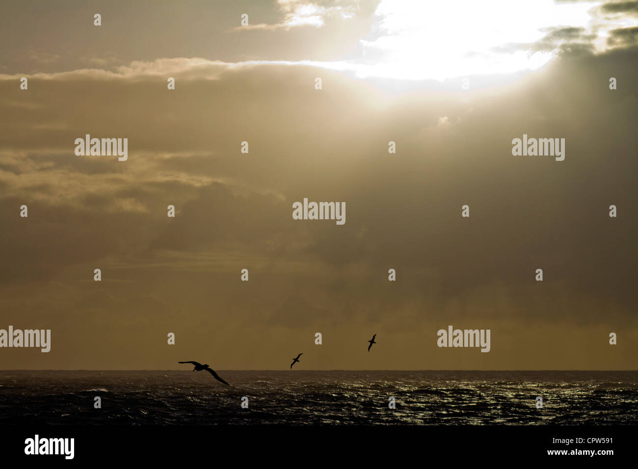 Drei Albatrosse Silhouette gegen Gewitterhimmel, Scotia Meer Süd-Atlantik Stockfoto