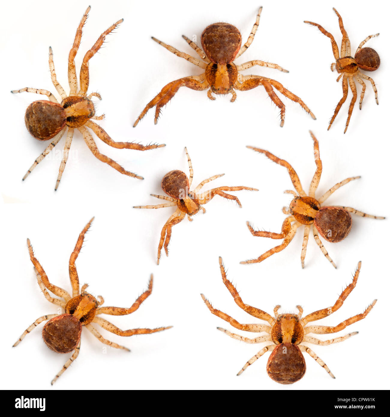 Krabben Sie-Spinnen, Xysticus sp, vor weißem Hintergrund Stockfoto